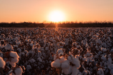 Cotton Field Sunset 