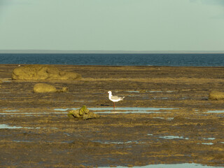 Gaviotas buscando comida en la marea baja