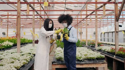 Female Agricultural Engineer in Greenhouse Wearing White Medicine Robe and Latin American Male Gardener. Multi Ethnic People working with Plants. Cultivating Control, Bio hazard Protection.