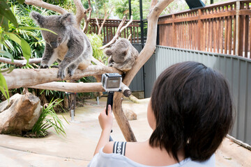 木の上で休むコアラを撮影する子ども