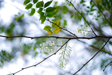 leaves against blue sky