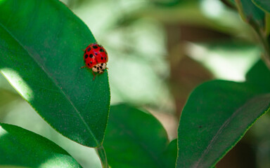 ladybird on a leaf