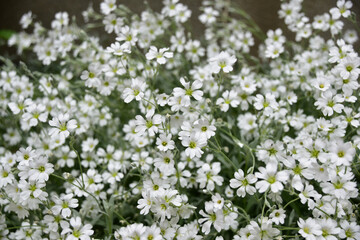 セラスチウムの白い花