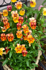 アンティークな色のパンジー