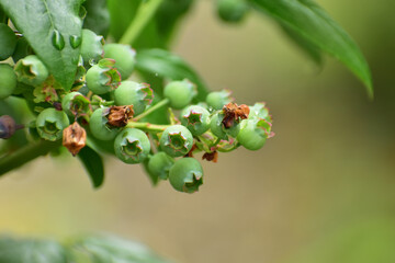雨に濡れるブルーベリーの青い実