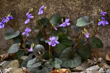 壁際に咲く宿根草のスミレ