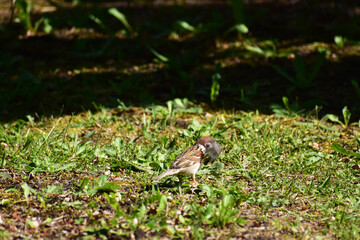 巣材の鳥の羽をくわえるスズメ