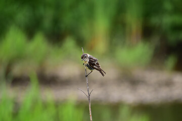 細い木に止まるノビタキの幼鳥