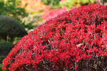ドウダンツツジの真っ赤な紅葉