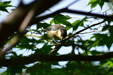 暗い森のヒガラの幼鳥