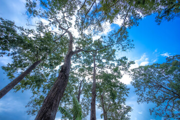 Fototapeta premium tree in the sky