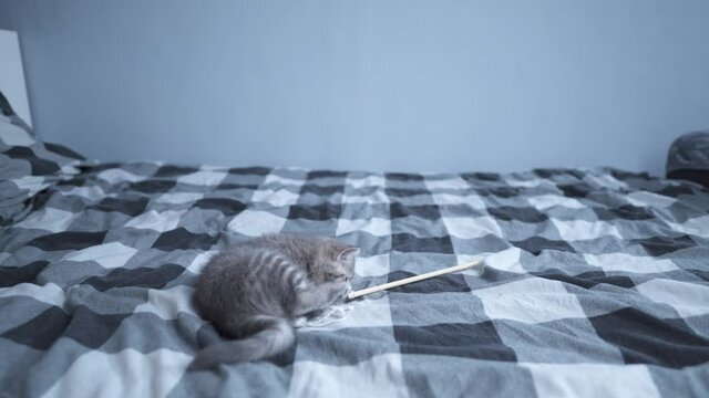 Thoroughbred purebred baby cat Scottish straight gray with stripes color cheerfully and actively plays with toy at home on bed. Funny kitten of British breed frolics, hunts playing with toy on string