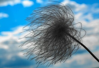 Fototapeta premium dandelion against blue sky