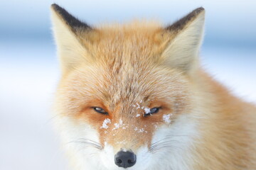 冬のキタキツネ