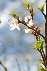 White flowers on the branches of trees in the spring