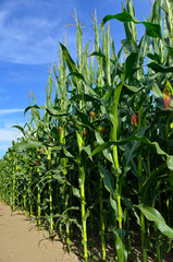 Green field of young corn on background of blue sky