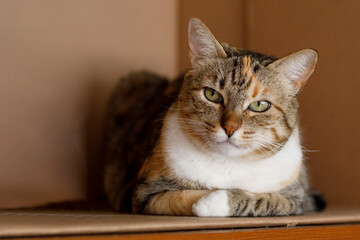 Obraz premium Gato rayado con cara de enojo , descansando en una caja de cartón.