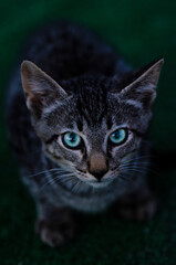 Cat puppy with green eyes