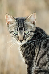 Fototapeta premium Cat puppy with green eyes