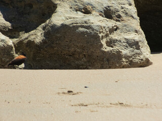 Ave caminando por la orilla de la playa