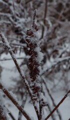 snow covered branches