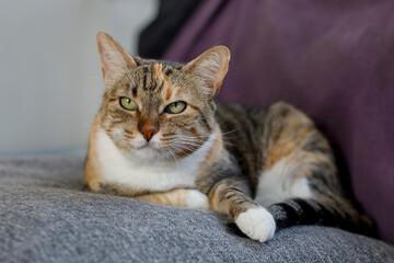 Gato domestico relajado en la sala de la casa. Mascota descansando en casa