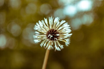 close up of dandelion