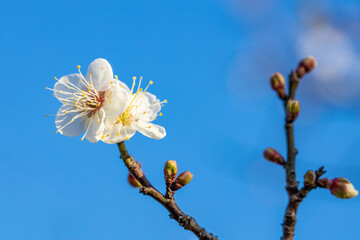 Fototapeta premium Snow plum blossom in winter