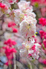 Close up of plum blossoms in springtime in Japan.