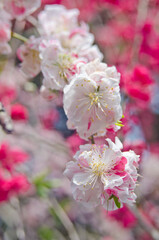 Close up of plum blossoms in springtime in Japan.
