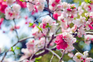 Close up of plum blossoms in springtime in Japan.