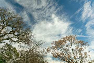 beautiful view trees and blue sky autumn season