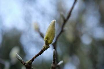 Close-up of a bud of Magnolia tree