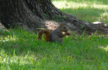 squirrel