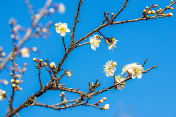 Snow plum blossom in winter