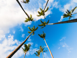 Looking up at coconut trees in Kapalua, Maui