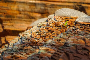 lichen on a wall