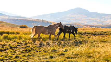 Mountain Horses - Two beautiful horses playing freely on a mountain meadow at Wilson Mesa on a bright sunny Autumn evening. Telluride, Colorado, USA. 