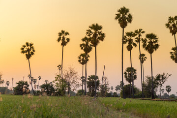 Obraz premium Rice field with sugar palm Sunset in pathum thani , Thailand