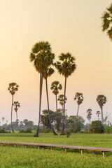Rice field with sugar palm Sunset in pathum thani , Thailand