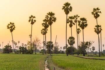 Rice field with sugar palm Sunset in pathum thani , Thailand
