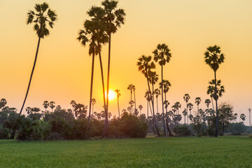 Rice field with sugar palm Sunset in pathum thani , Thailand