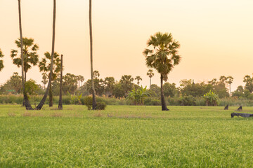 Rice field with sugar palm Sunset in pathum thani , Thailand