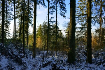 forest landscape in the winter