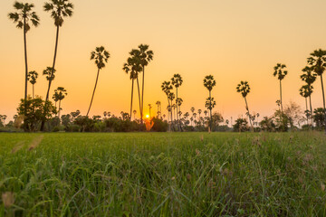 Rice field with sugar palm Sunset in pathum thani , Thailand