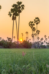 Rice field with sugar palm Sunset in pathum thani , Thailand