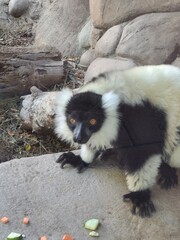 Obraz premium lemur