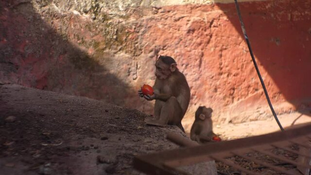 monkey eating tomatoes Matheran Maharashtra