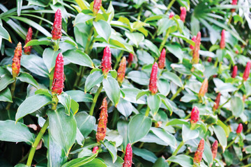 Crape ginger in the garden