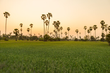 Rice field with sugar palm Sunset in pathum thani , Thailand